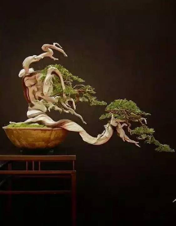 崖柏最新圖片，自然與藝術(shù)的美妙融合展現(xiàn)獨(dú)特魅力
